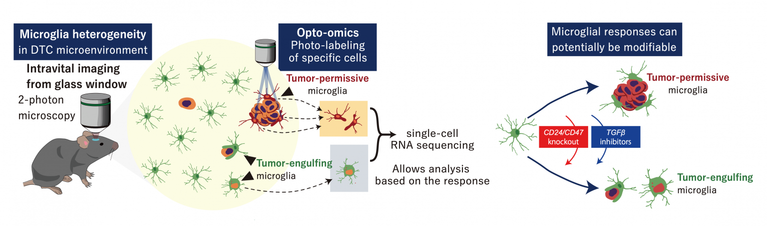 Study captures how cancer cells hide from brain immune cells, shows ...