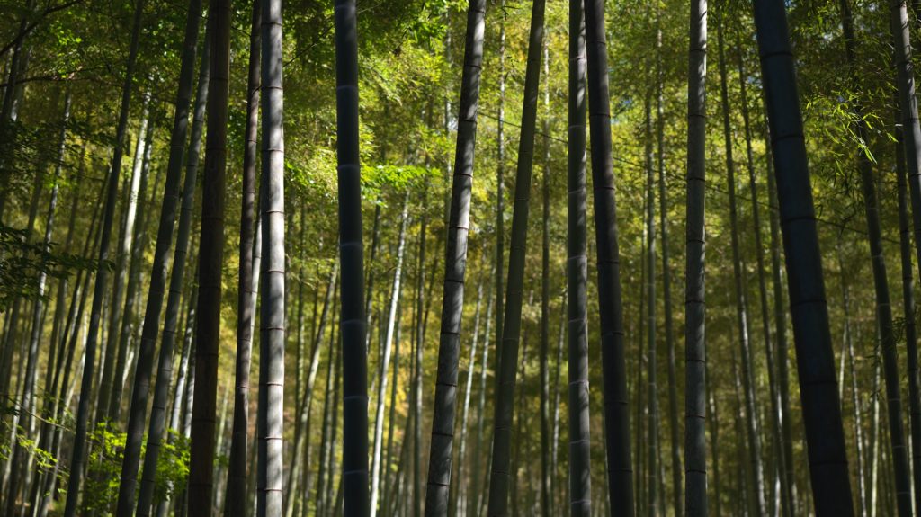 A dense bamboo forest in Kyoto.