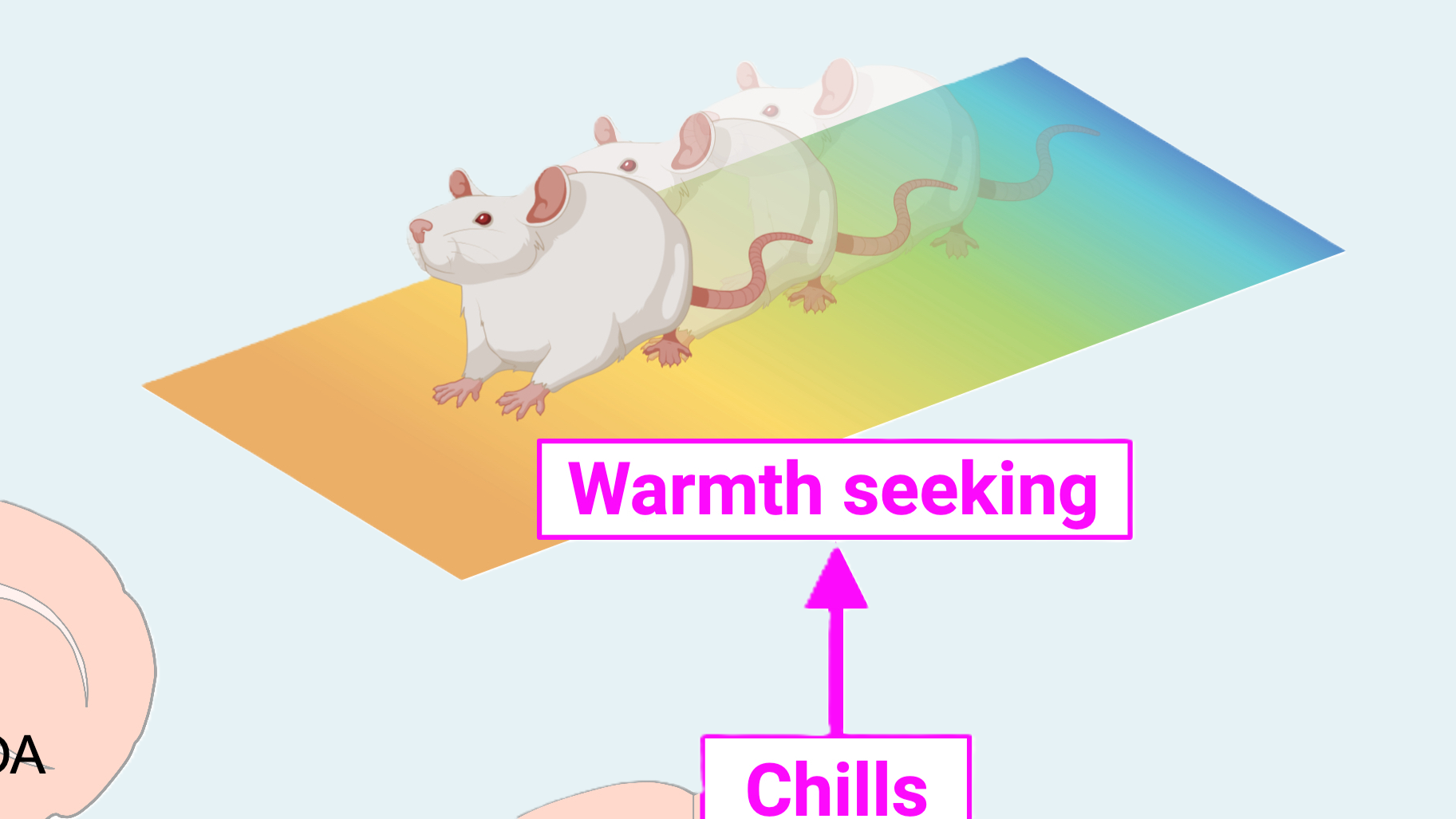 Study reveals how chills develop and support the body’s defense against infection