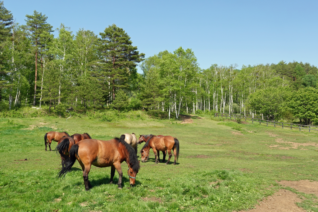 A group of Kiso horses graze in an open field with rows of trees and a clear, blue sky in the background.