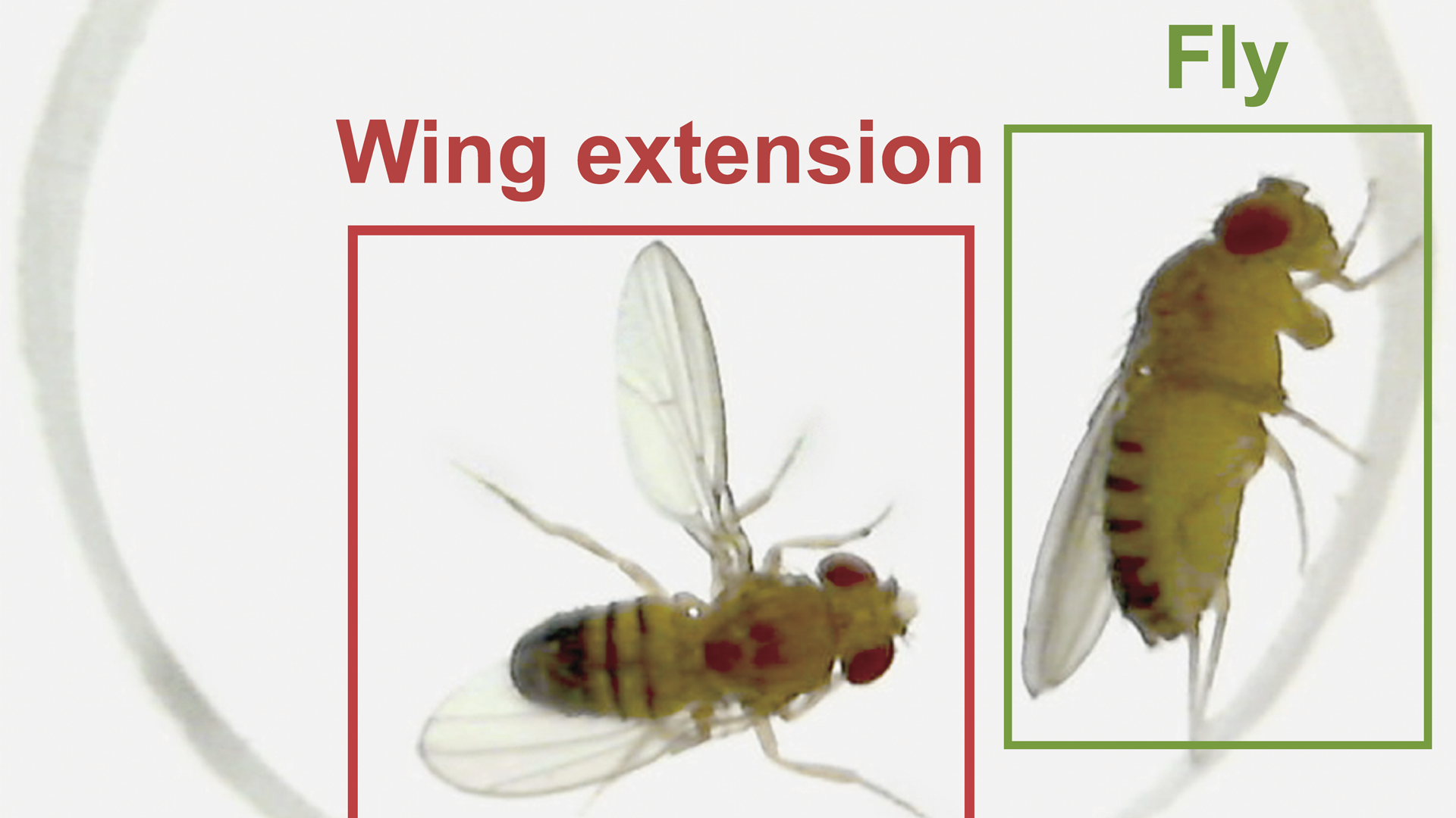 AI and brain control: A new system identifies animal behavior and instantly shuts down the neurons responsible