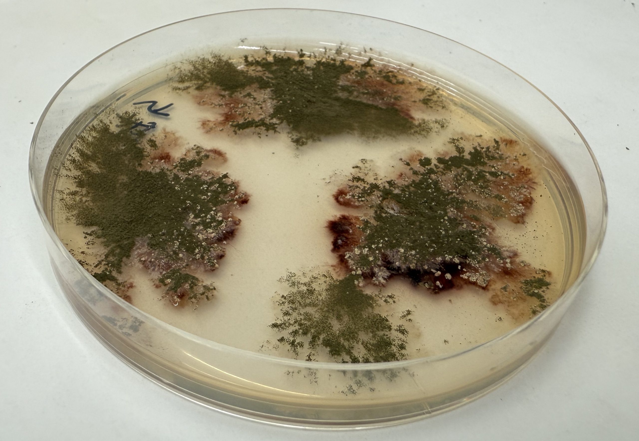 From engineered fungal molecules to drug leads: Chem-bio hybrid synthesis for antiparasitic drug discovery 