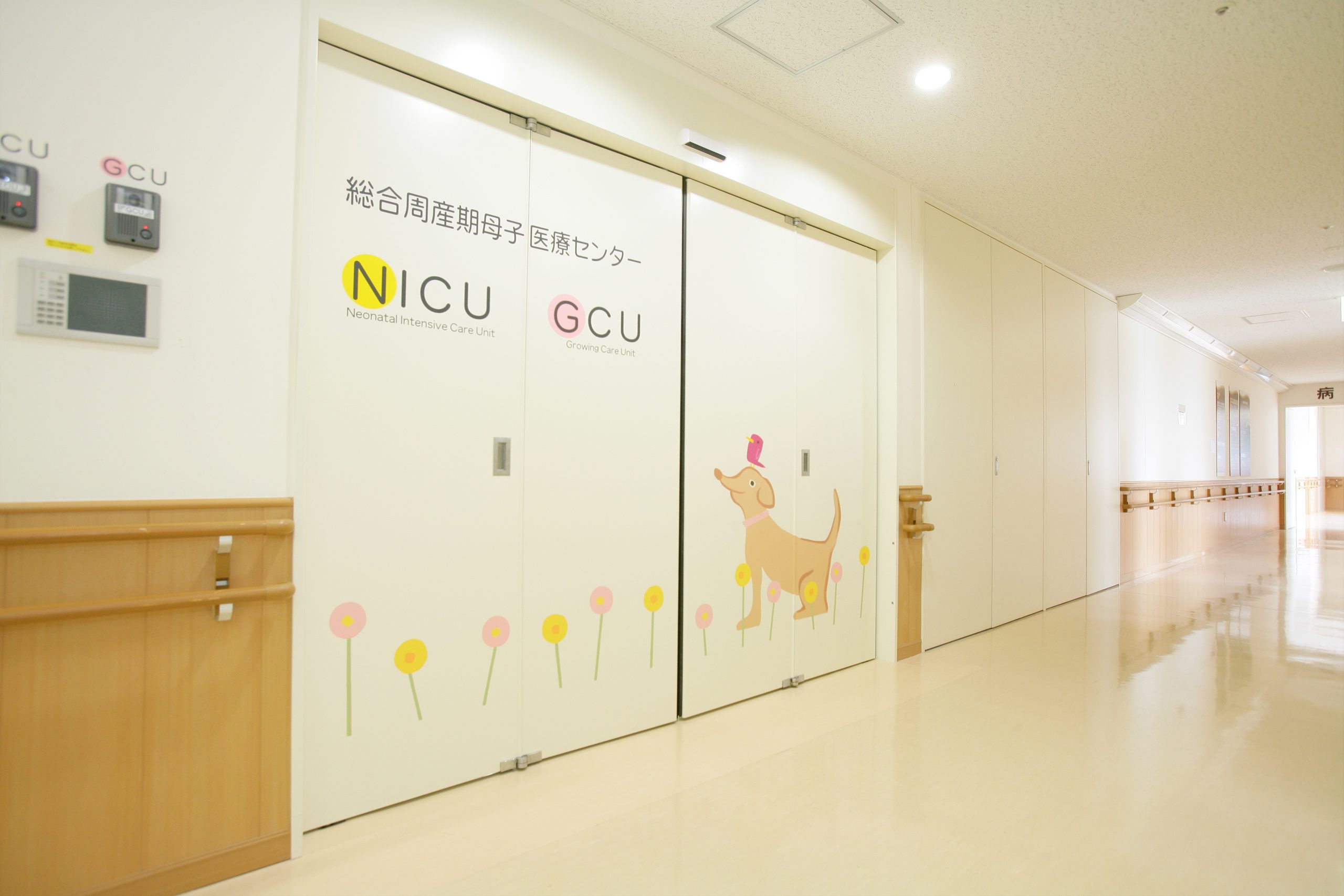 Stem cells from human baby teeth show promise for treating cerebral palsy