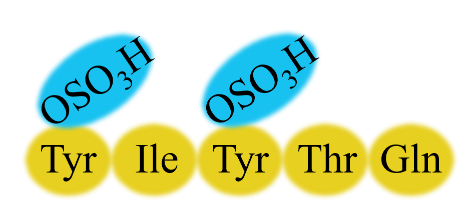 Conceptual diagram of the peptide hormone PSK with sulfate groups attached