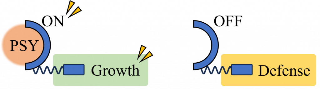 Conceptual diagram of switching based on PSY-receptor binding. When the receptor is not bound by PSY, it puts a brake on growth, and, as described below, the cells prioritize stress responses.