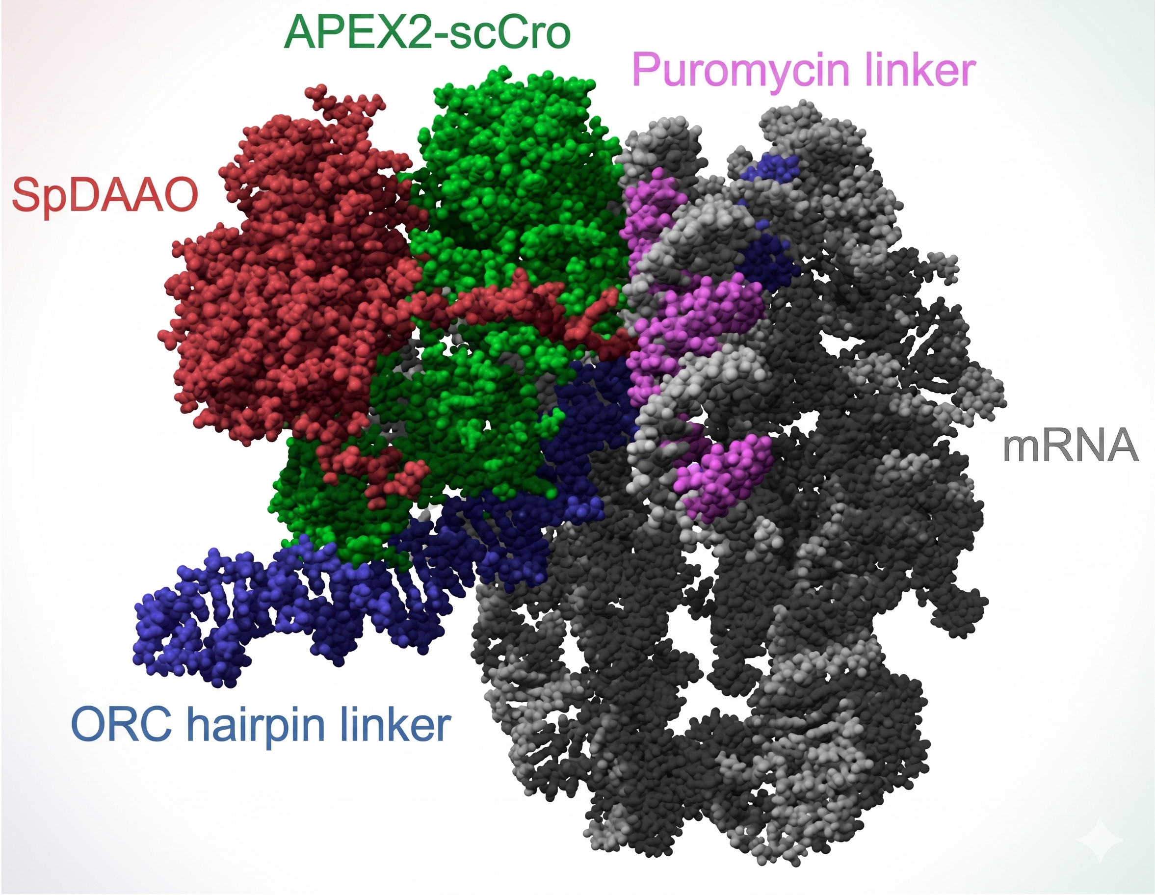 Scientists pave the way for fast, cost-effective custom enzyme development