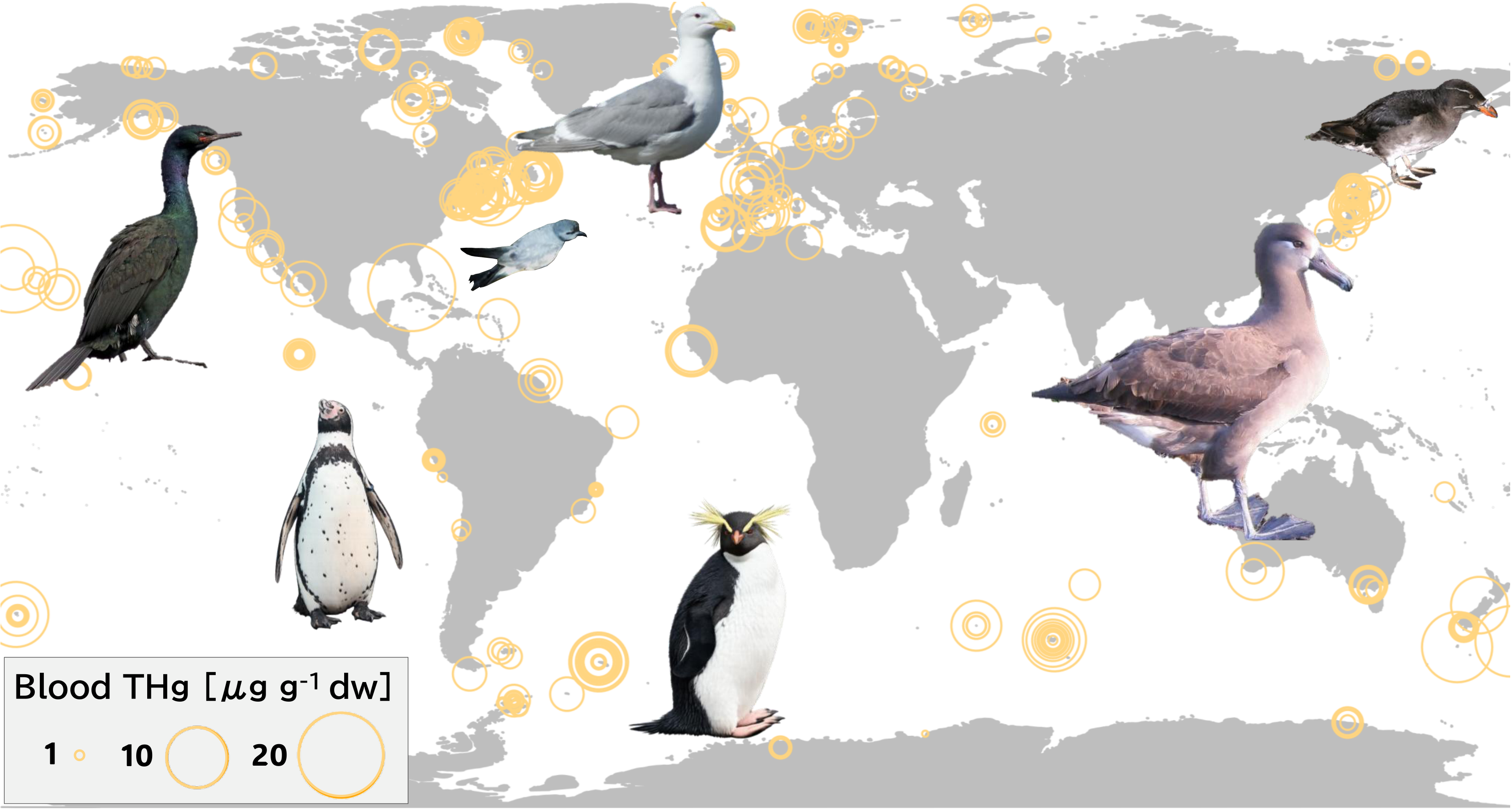 Seabirds reveal global mercury distribution in oceans