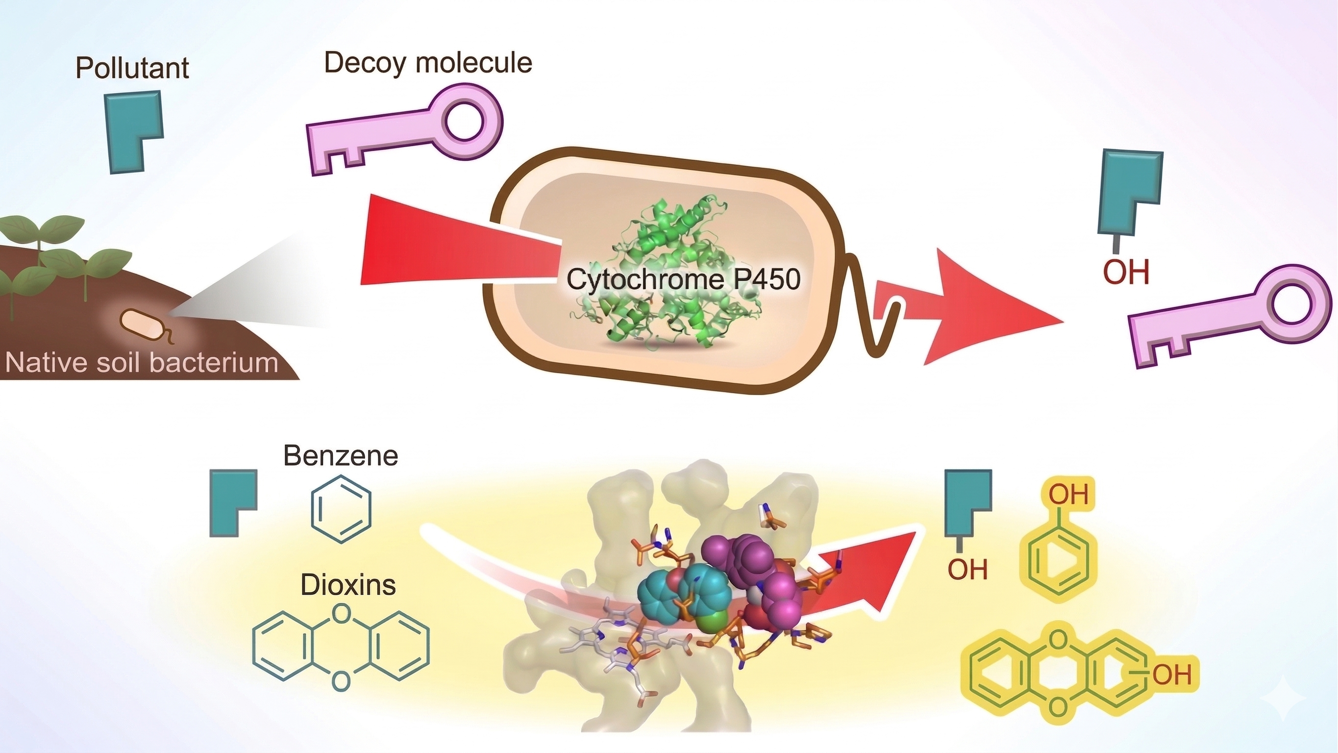 Native bacteria may break down dioxins without genetic modification