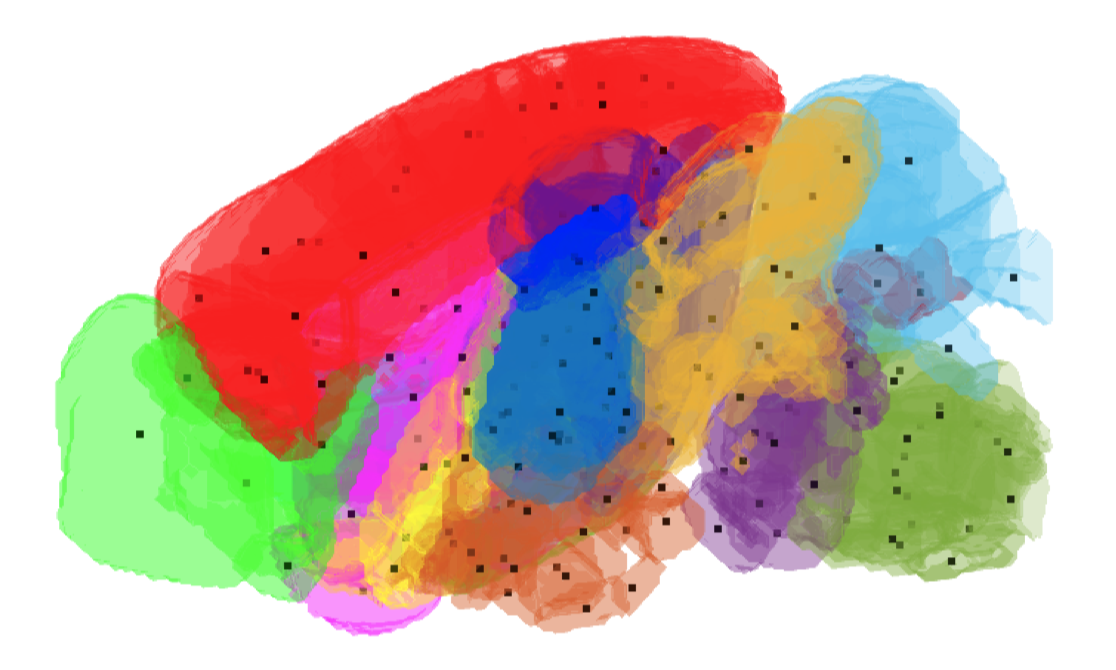 Scientists show genes give neurons a ‘GPS’ to form the brain’s neural circuits 