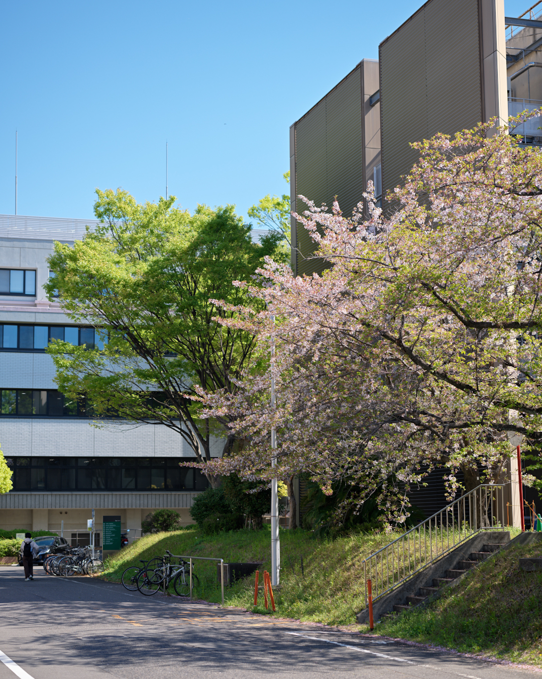 Government of Japan confers decorations to members of Nagoya University community (Spring 2026) 