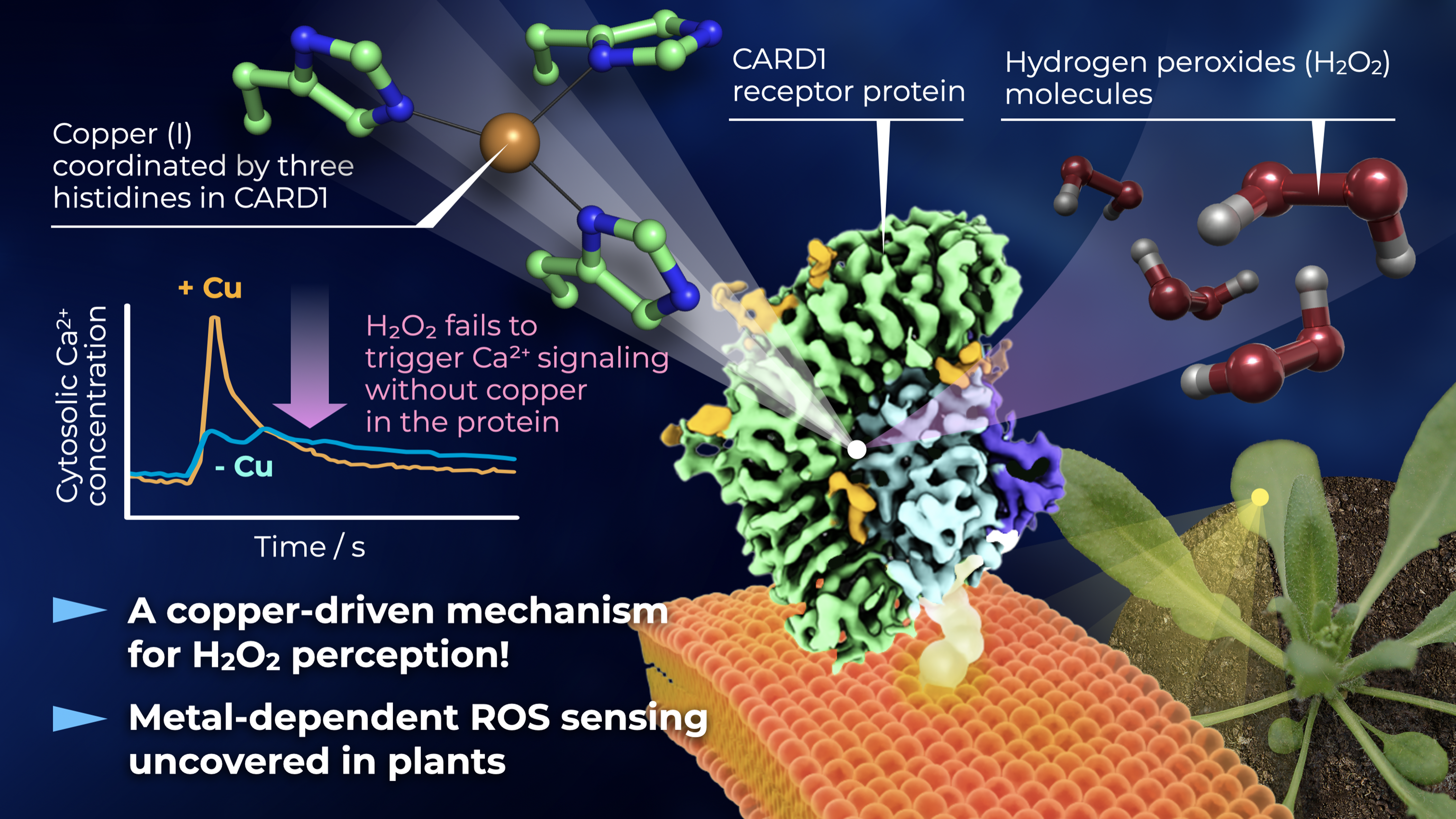 Researchers unravel a copper-based ‘sensor’ that underpins signal detection in plants