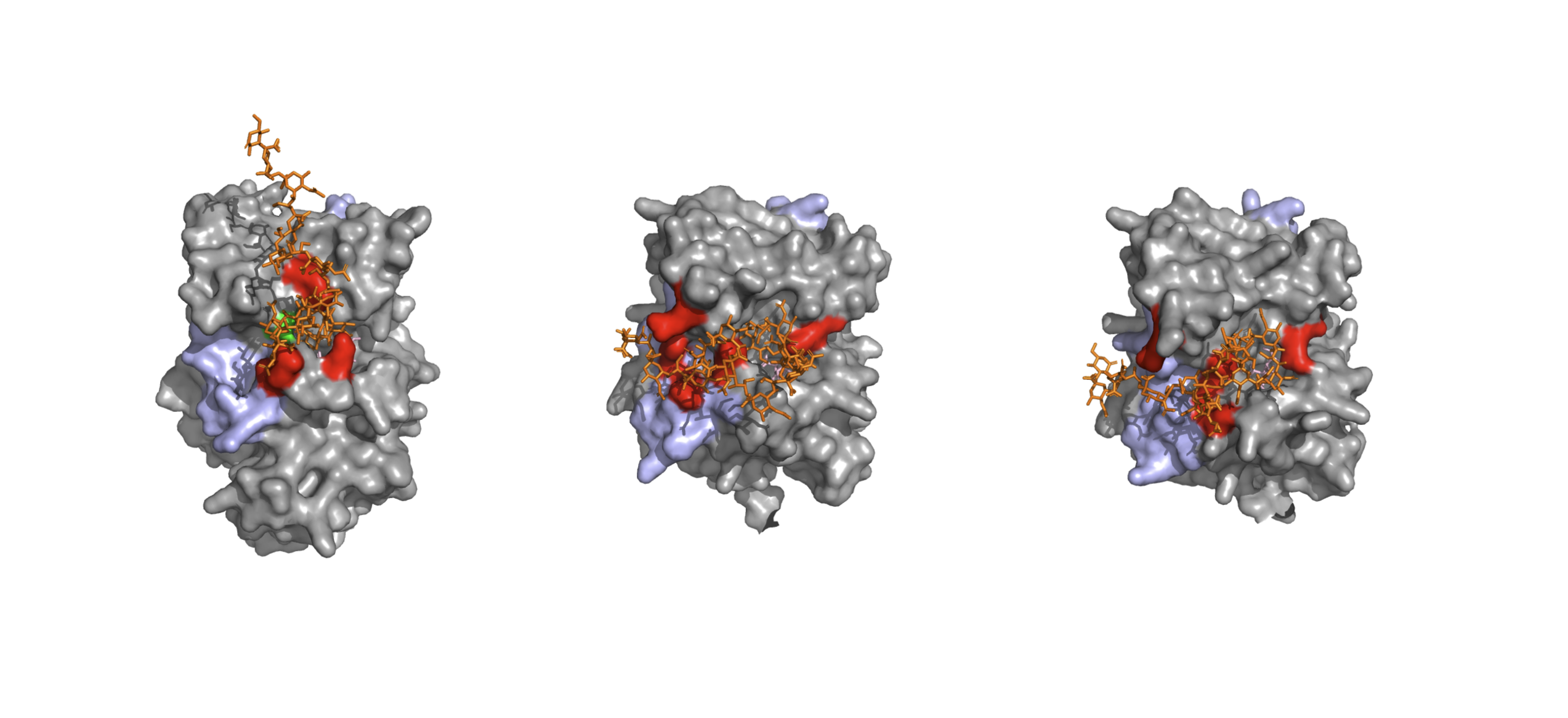 Brain enzyme caught doing something unexpected — it builds polysialic acid on itself