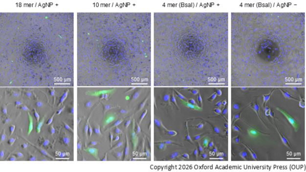 Silver nanoparticles pave the way for precise DNA cutting and joining