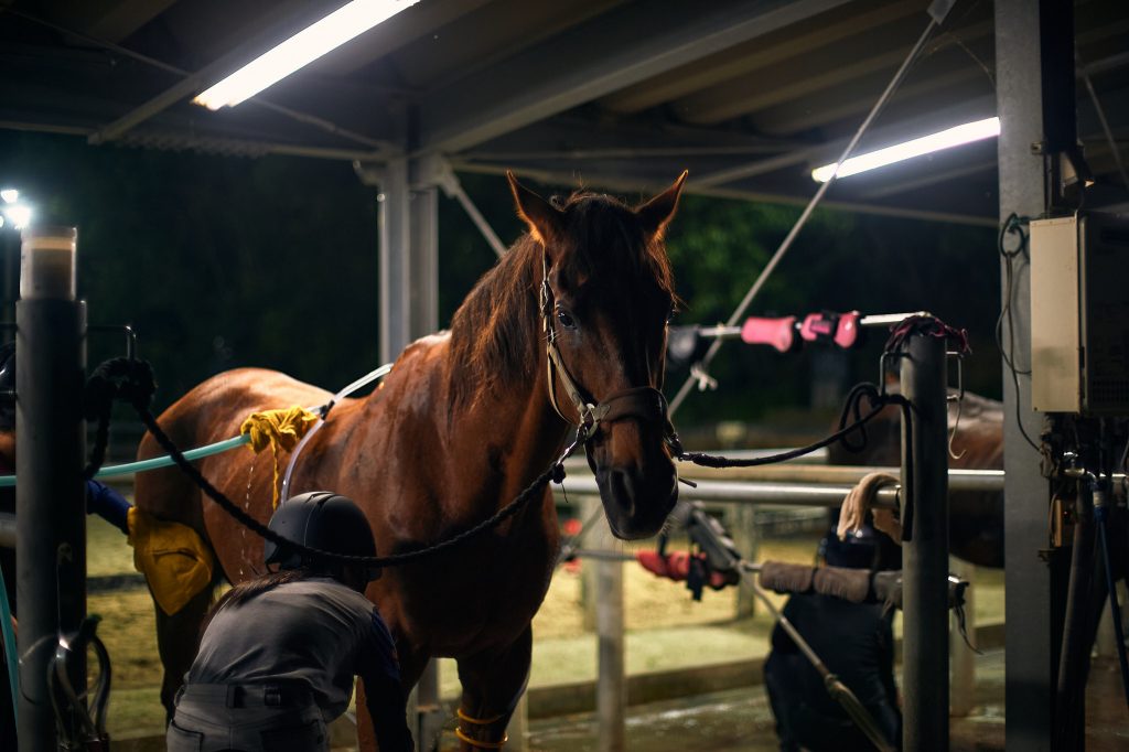 Students washing and cleaning the club horses after training