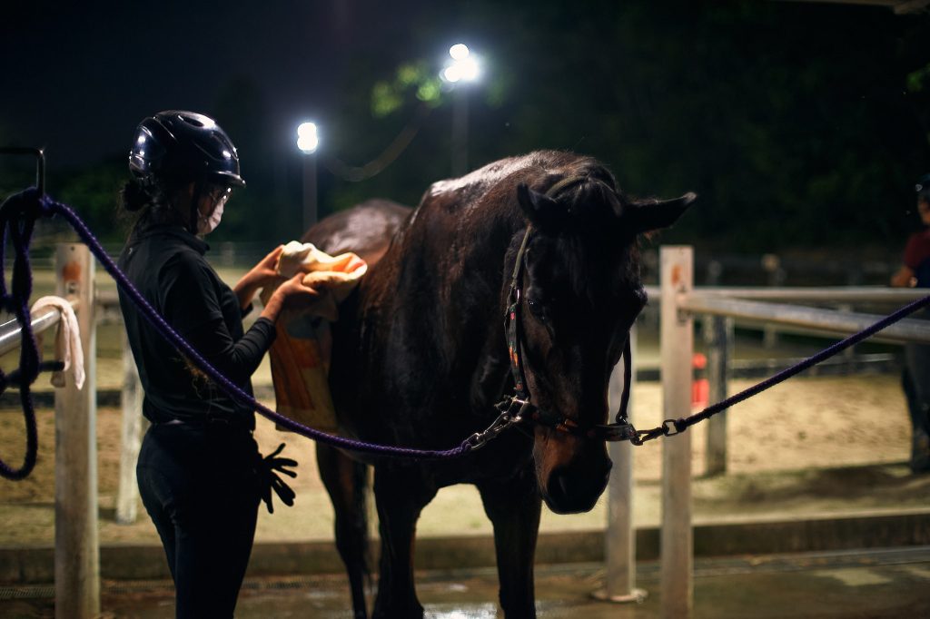 Student fully dries the hair of a horse with a towel after cleaning up
