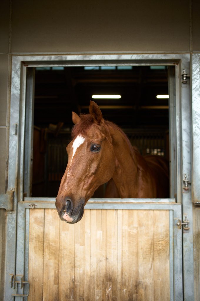Club horse "Biscuit" with the side of his face facing the viewer