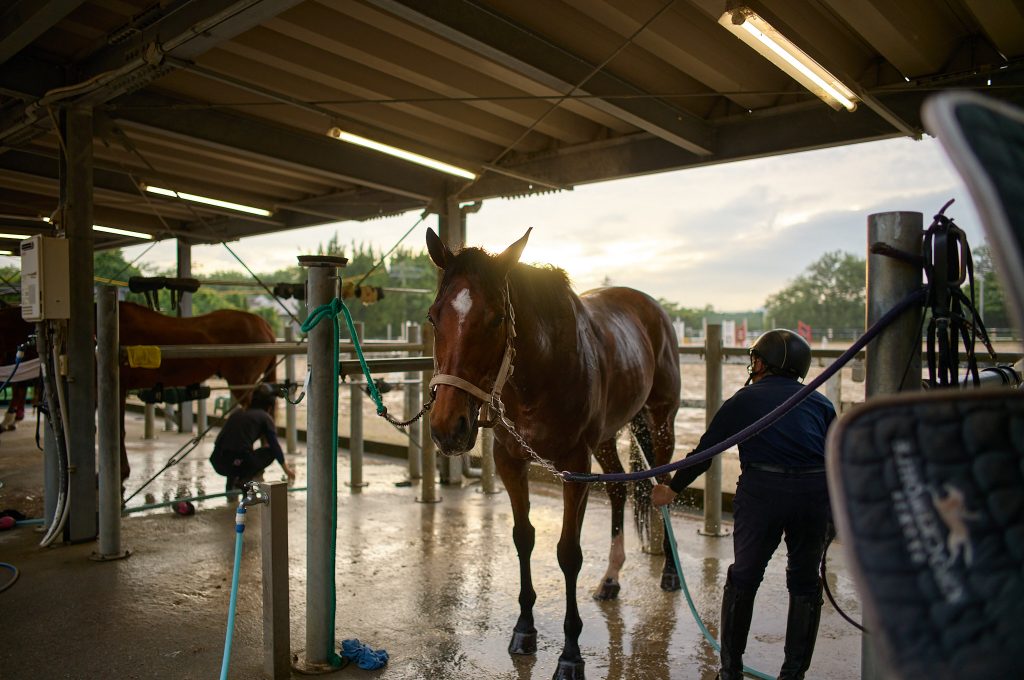 A club horse being washed at sundown