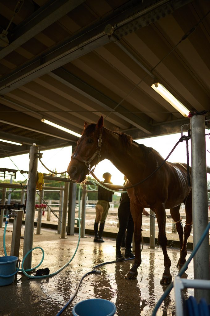 A club horse enjoying the moment as he was cooled down by the club members