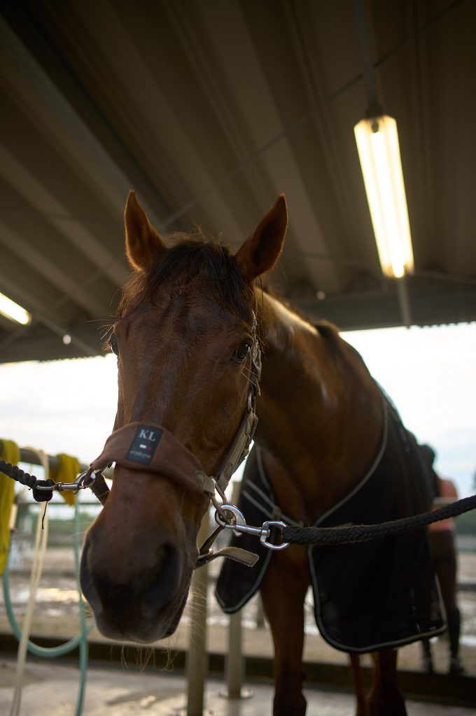 Close up of a club horse