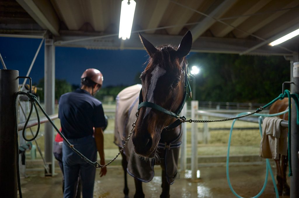 A club horse waits to be taken back to the stables