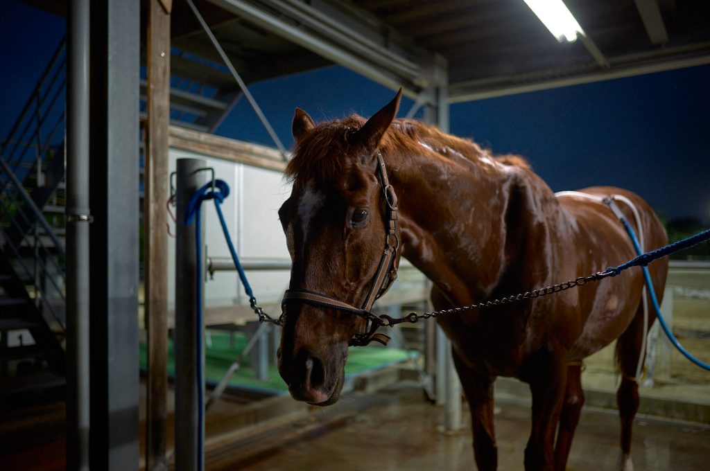 Club horse "Biscuit" stands calmly after cleanup