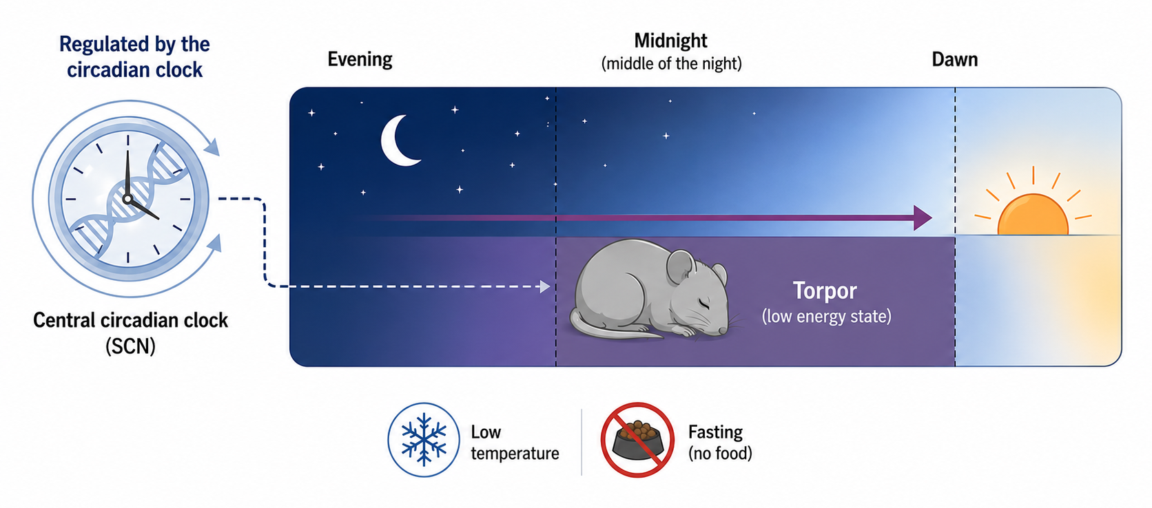 Scientists discover the brain circuit that times a state of low metabolism known as torpor, with implications for medicine and space travel 