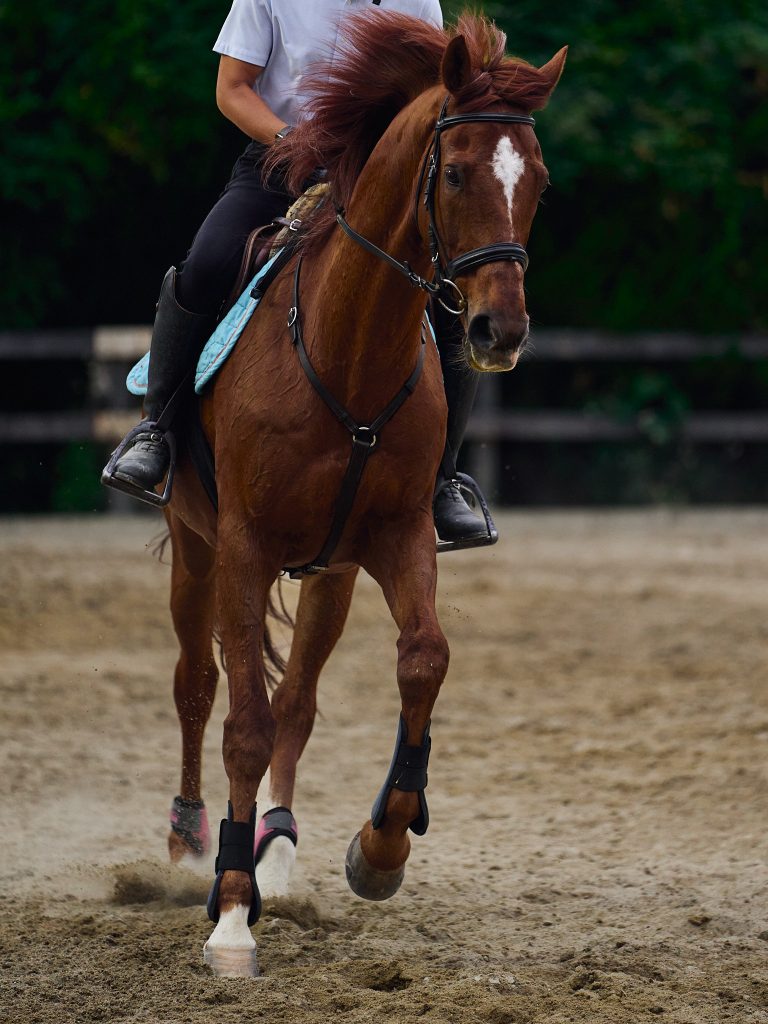 Portrait of club horse "Biscuit" during jogging training
