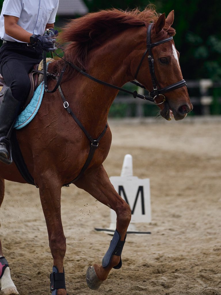 Portrait of club horse "Biscuit" during jogging training