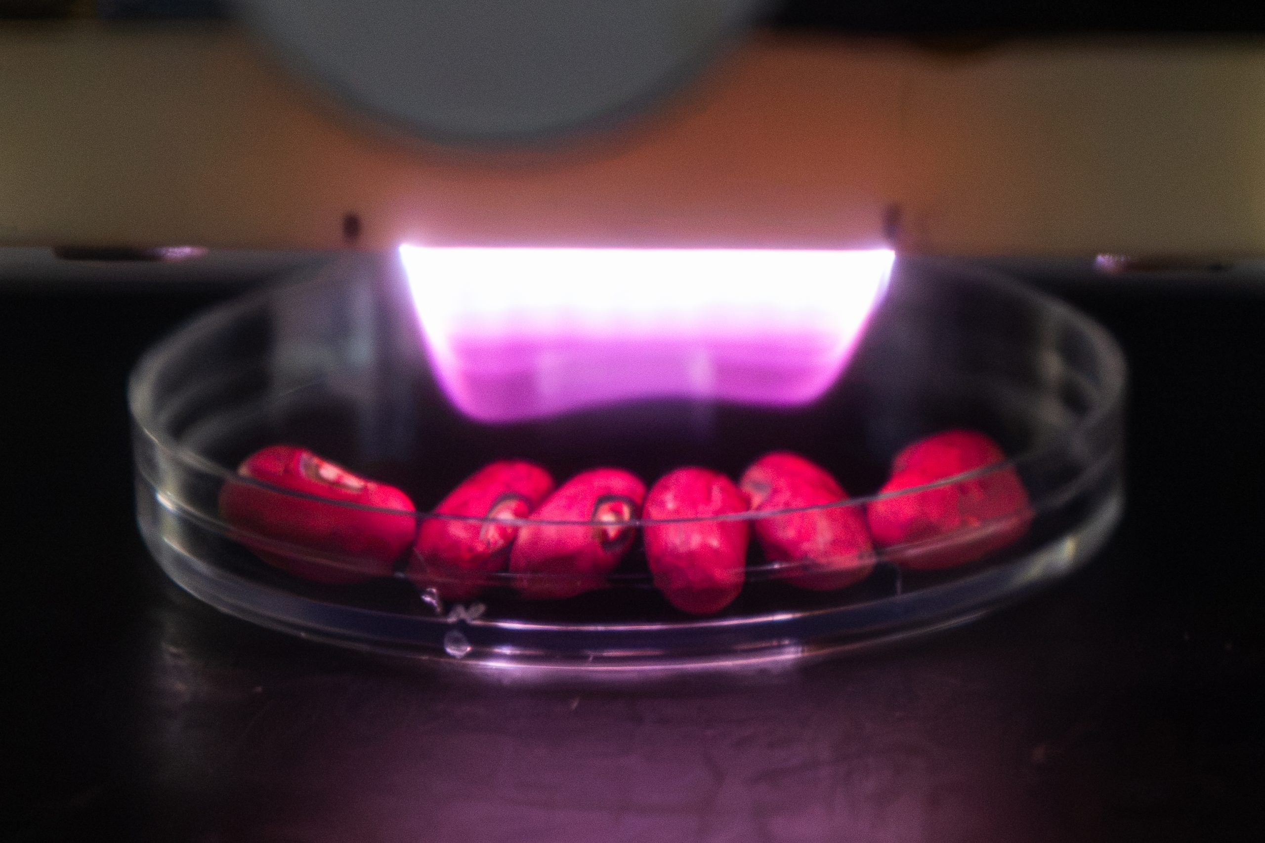 Plasma Agriculture makes strides towards super-seeding conventional methods