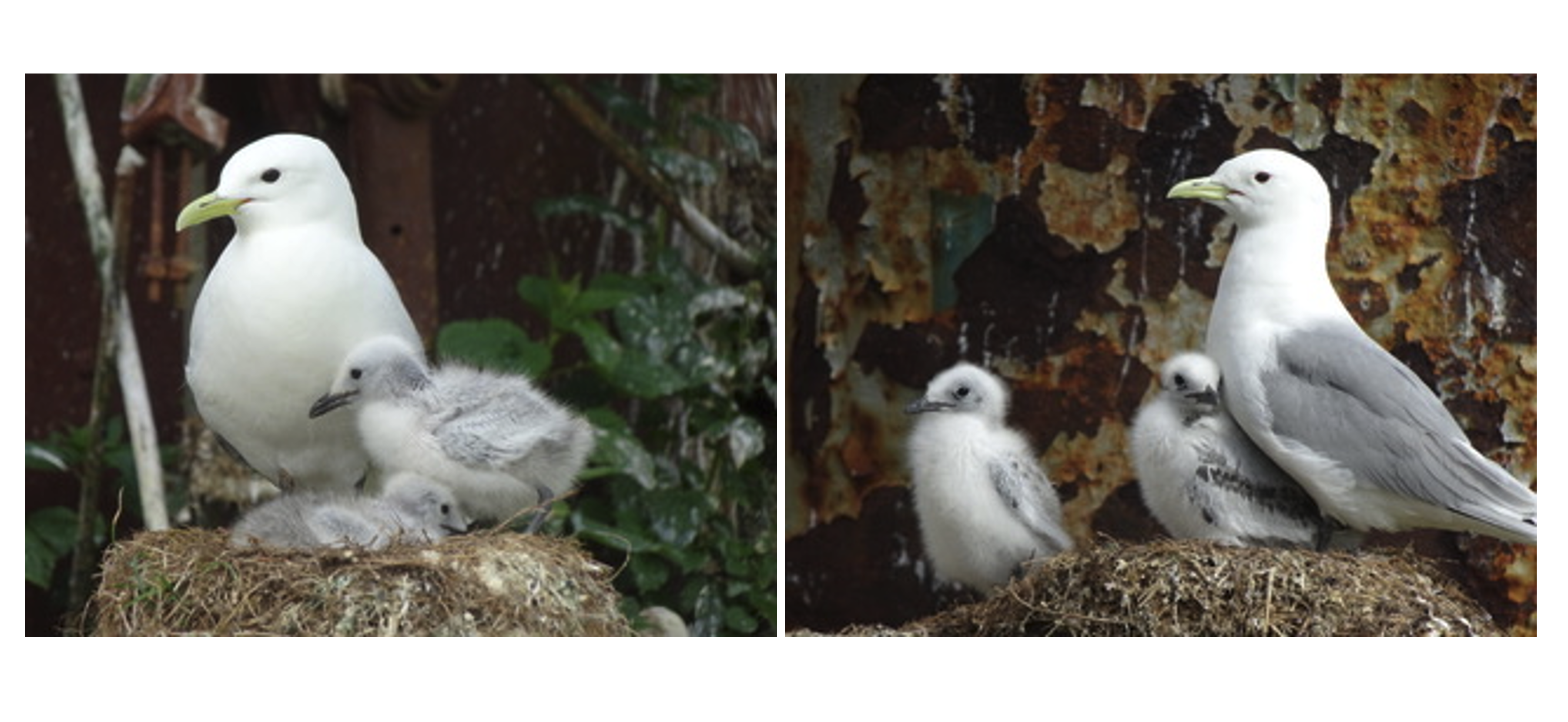 Seabirds trade their survival to raise more chicks next year through flexible energy use  